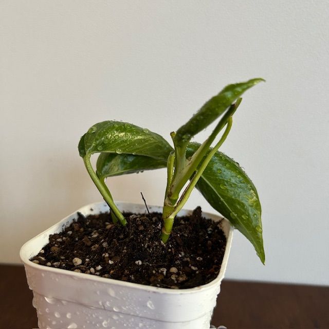 ポトス/テルノ ラブソング】希少 レア ハンギング インテリアプランツ