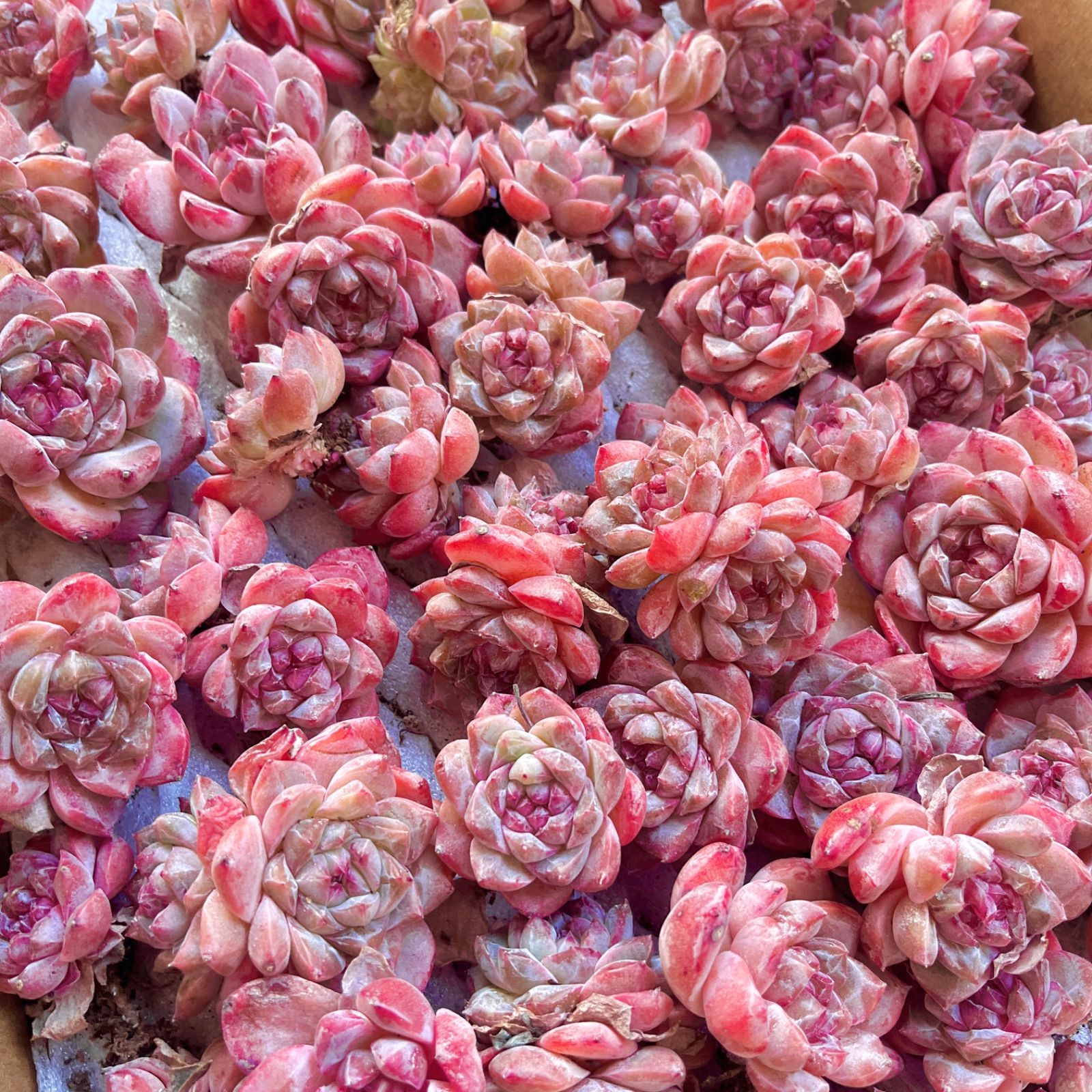 多肉植物 韓国苗 ピンクダイヤ カット苗 - メルカリ