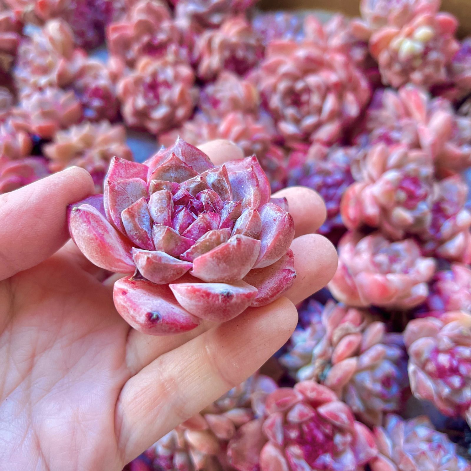 多肉植物 韓国苗 ピンクダイヤ カット苗 - メルカリ