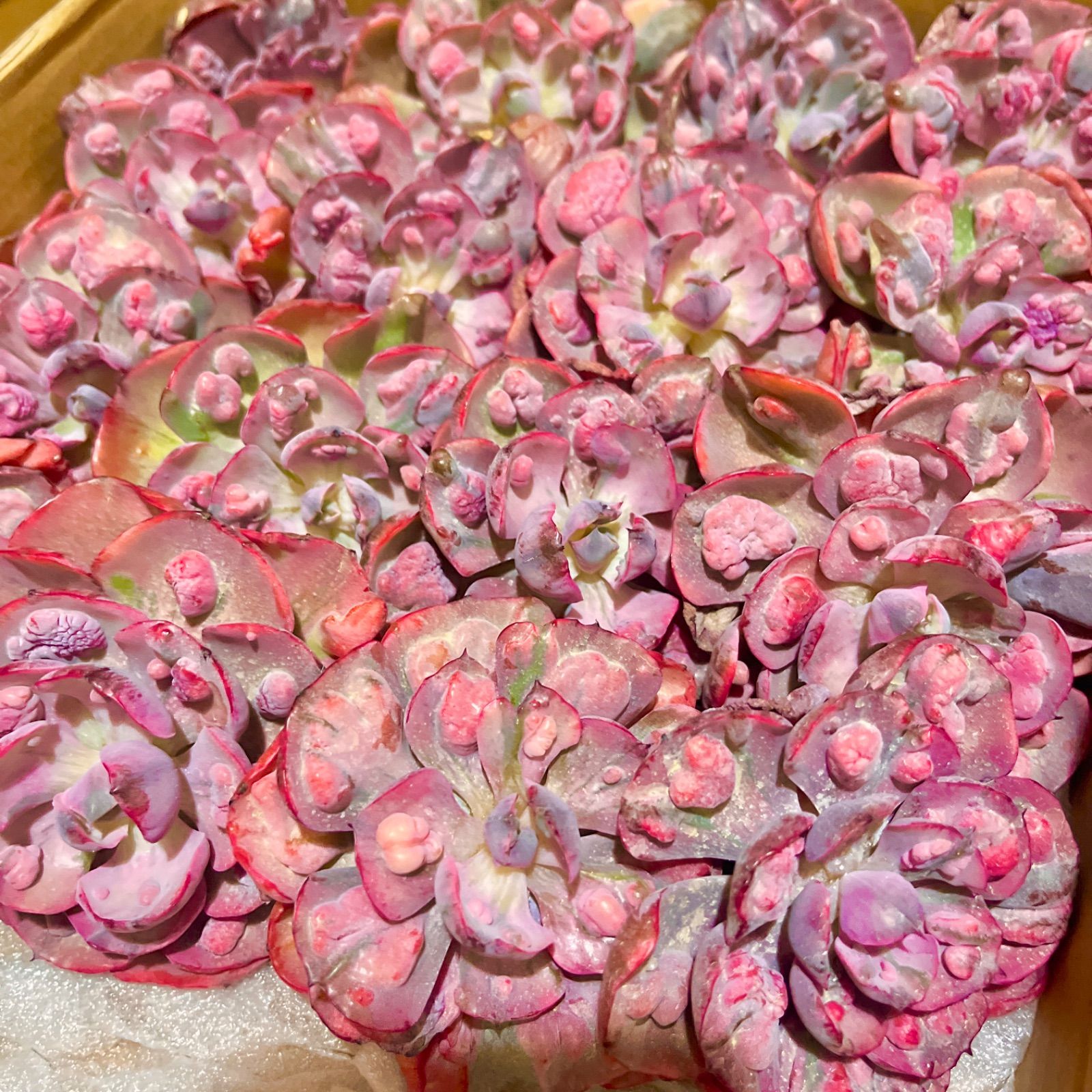 多肉植物 韓国苗 大苗 ビヨンセ錦 カット苗 - メルカリ