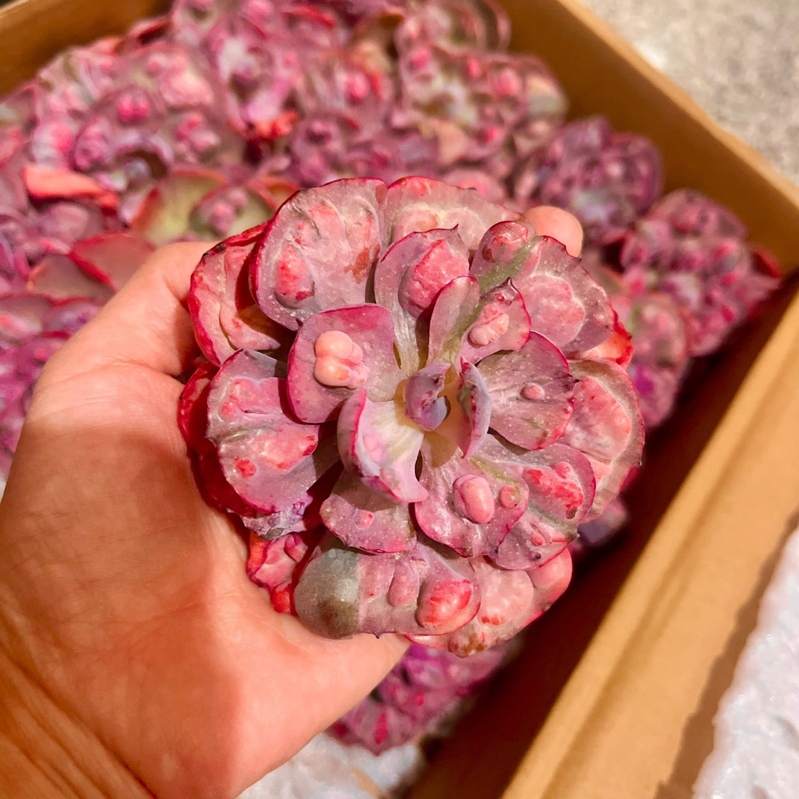 ビヨンセ錦◎多肉植物 カット苗 韓国苗 エケベリア等 楽天市場】ビヨンセ虹錦 カット苗 エケベリア Mサイズ5.5cmポット 韓国