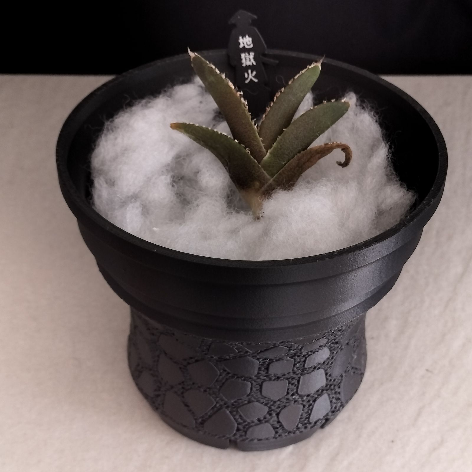 地狱火】アガベ チタノタ 子株 亀甲積み鉢120 鉢付きセット じごくび