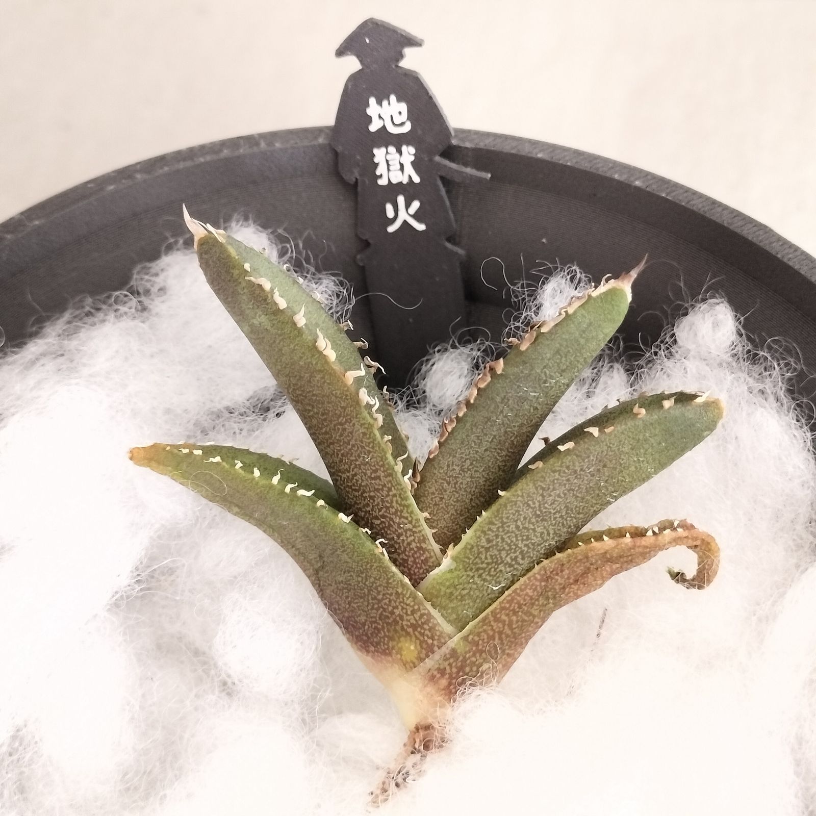 地狱火】アガベ チタノタ 子株 亀甲積み鉢120 鉢付きセット じごくび