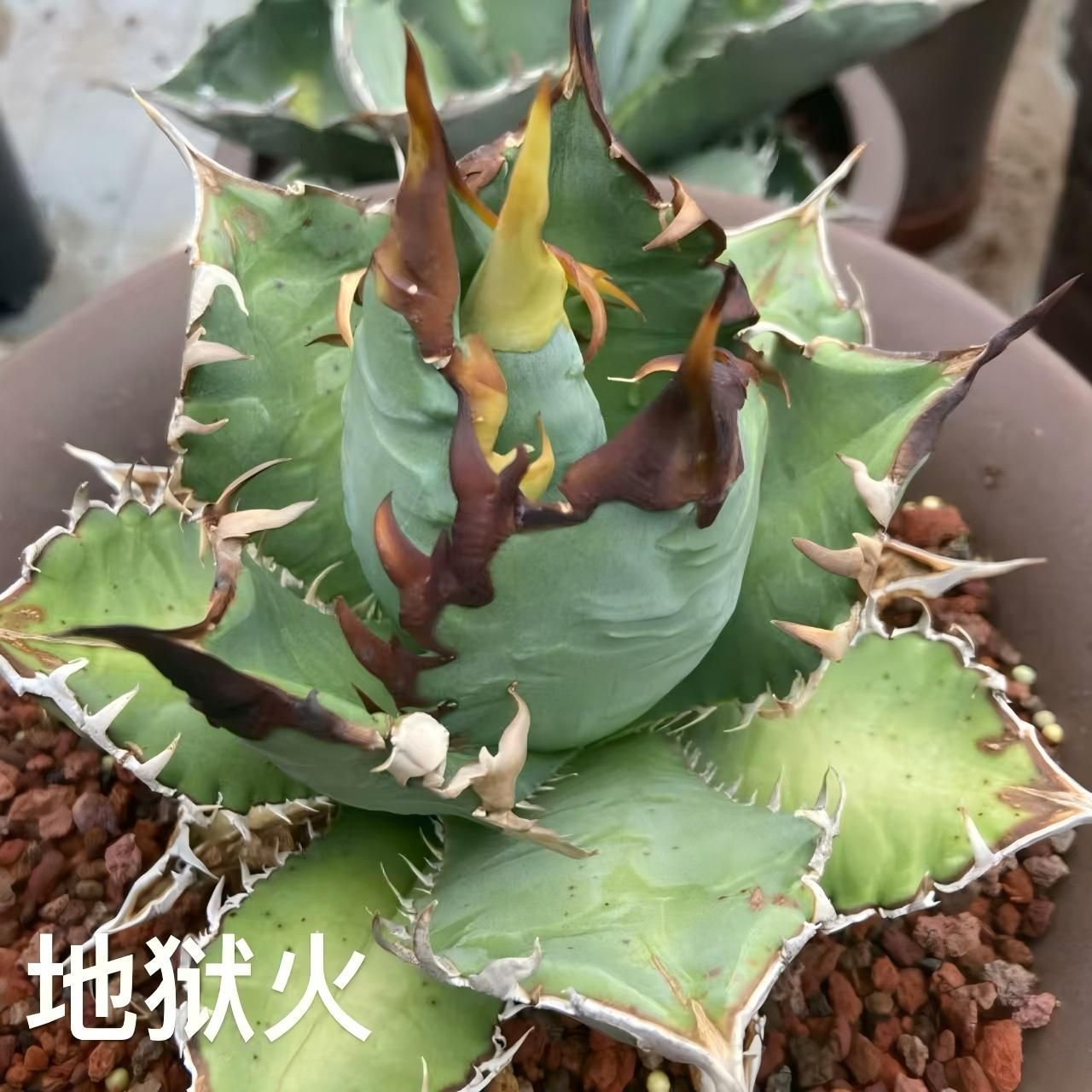 地狱火】アガベ チタノタ 子株 亀甲積み鉢120 鉢付きセット じごくび