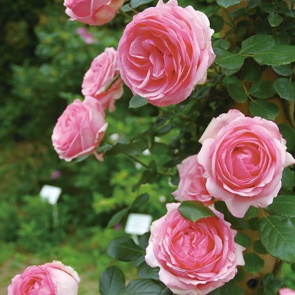 バラ苗 【つるヒストリー】 (大苗) つるバラ 四季咲き 大輪 ピンク系