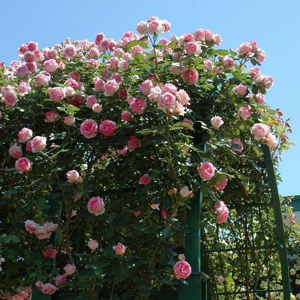 バラ苗 【つるヒストリー】 (大苗) つるバラ 四季咲き 大輪 ピンク系