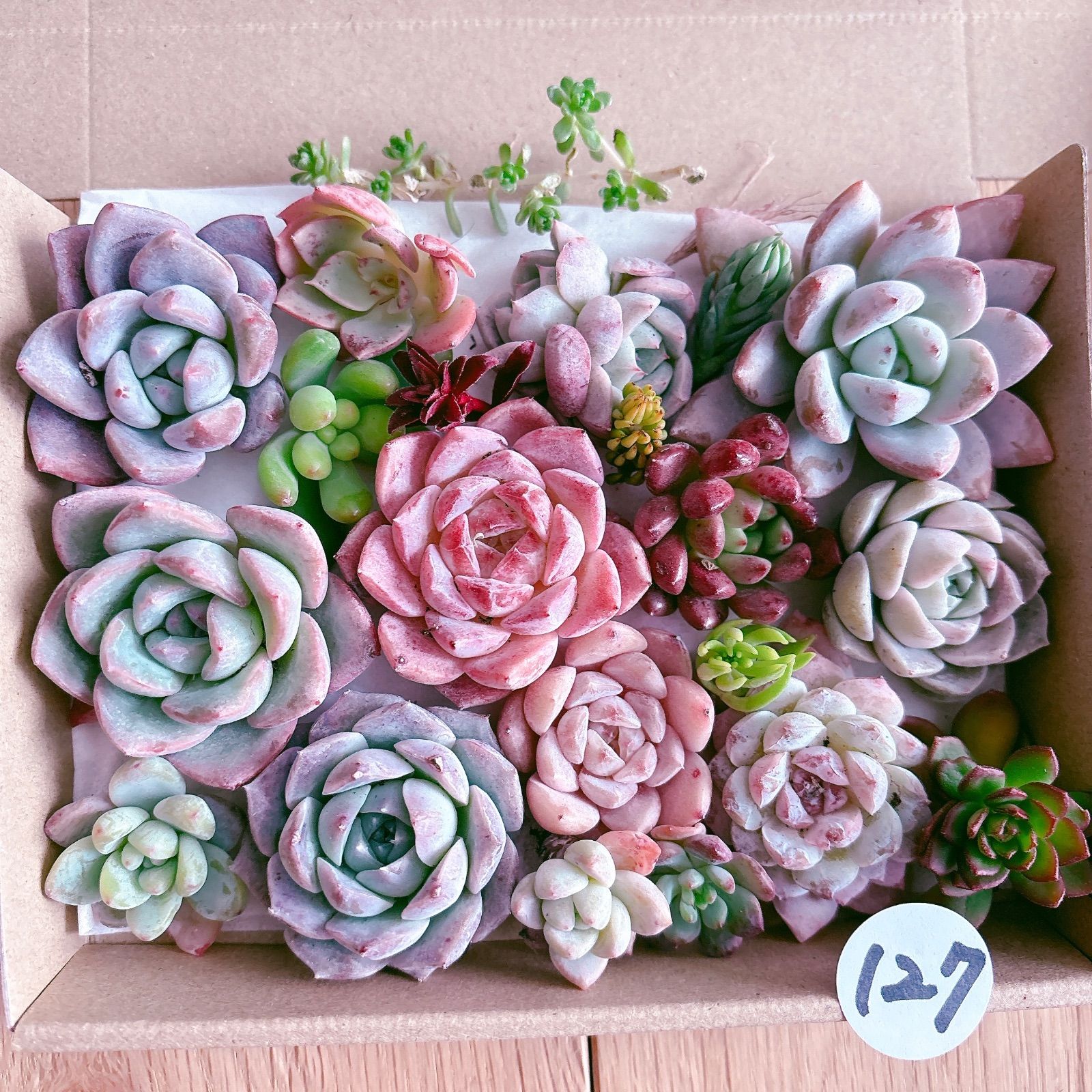 127 多肉植物寄せ植えセット - メルカリ