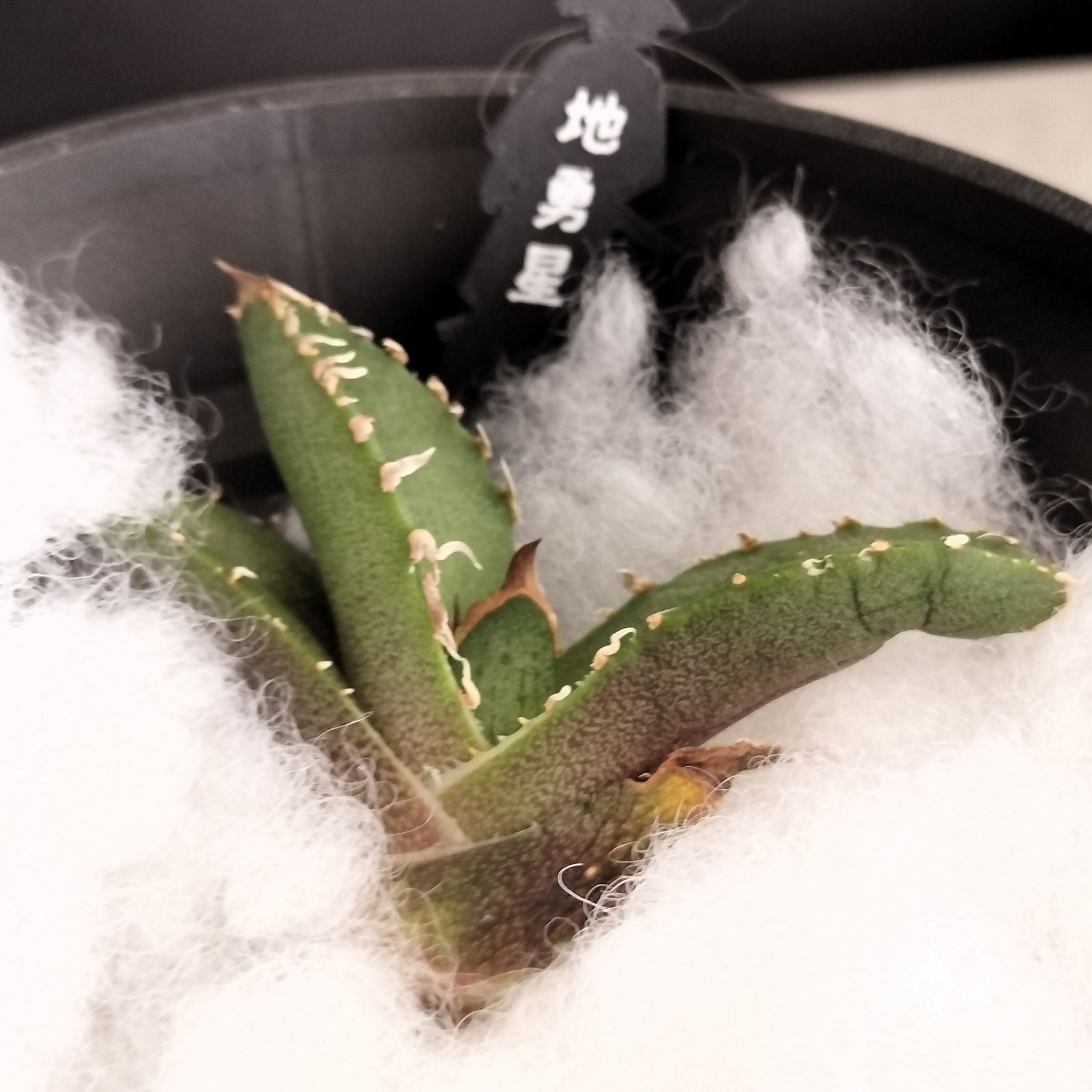 地勇星】アガベ チタノタ 子株 亀甲積み鉢120 鉢付きセット ちゆうせい