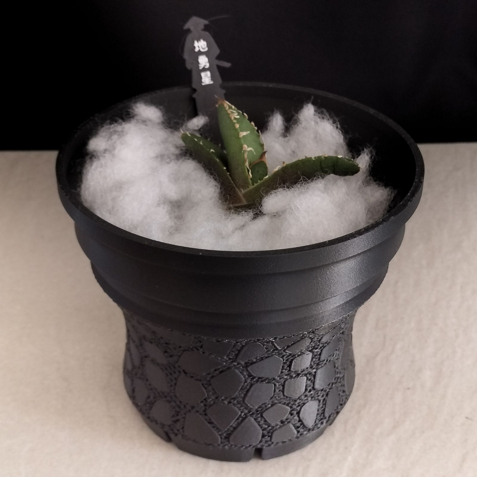 地勇星】アガベ チタノタ 子株 亀甲積み鉢120 鉢付きセット ちゆうせい