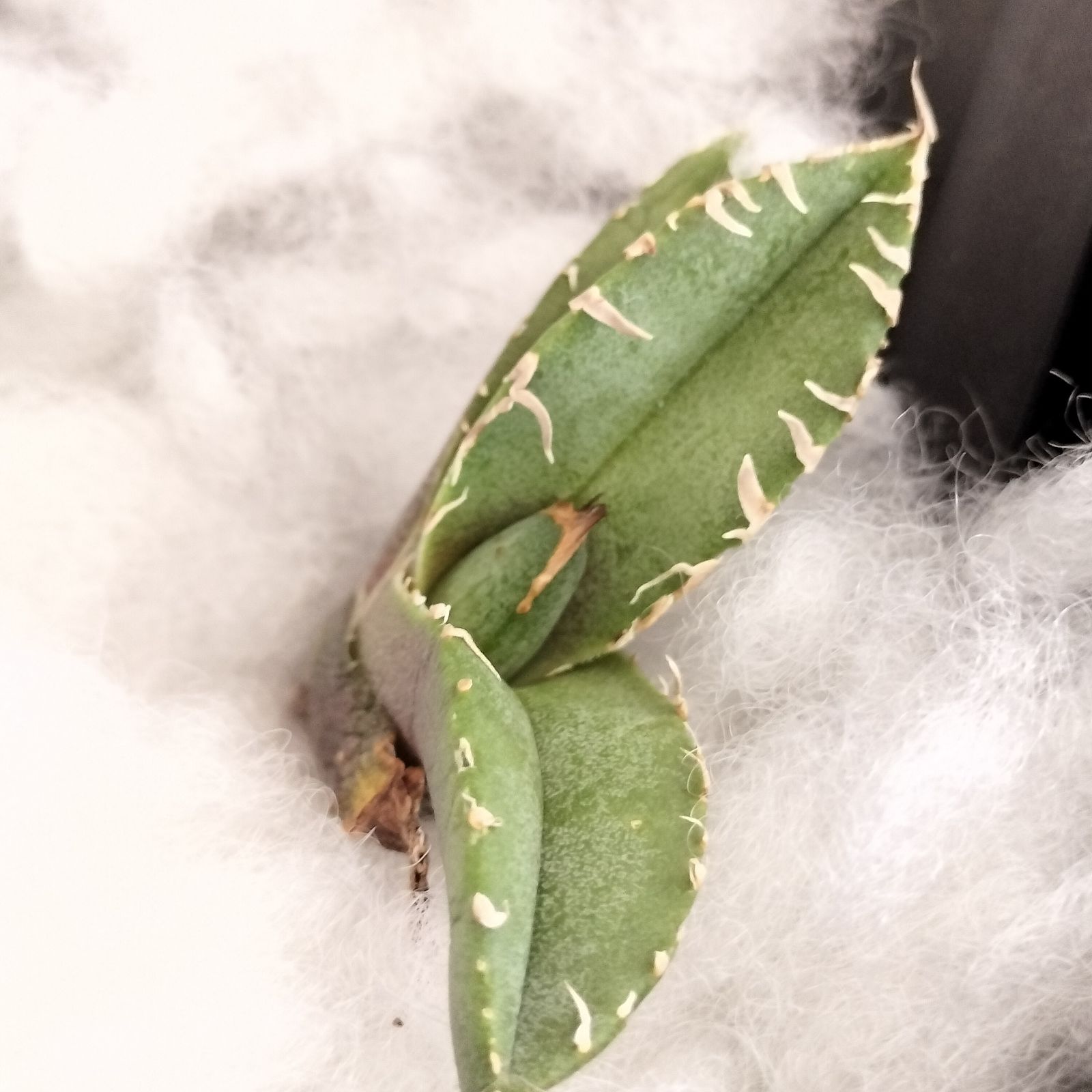 地勇星】アガベ チタノタ 子株 亀甲積み鉢120 鉢付きセット ちゆうせい