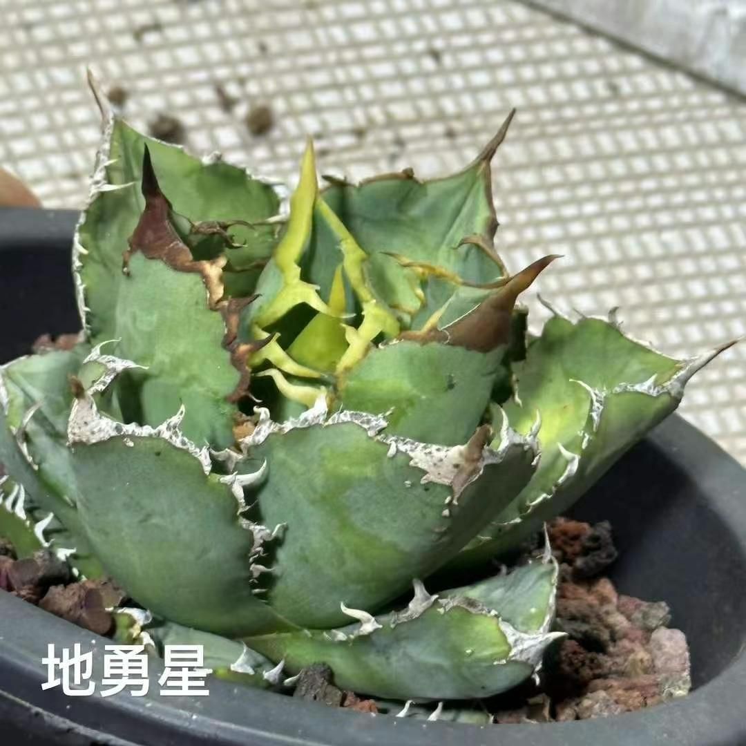 地勇星】アガベ チタノタ 子株 亀甲積み鉢120 鉢付きセット ちゆうせい