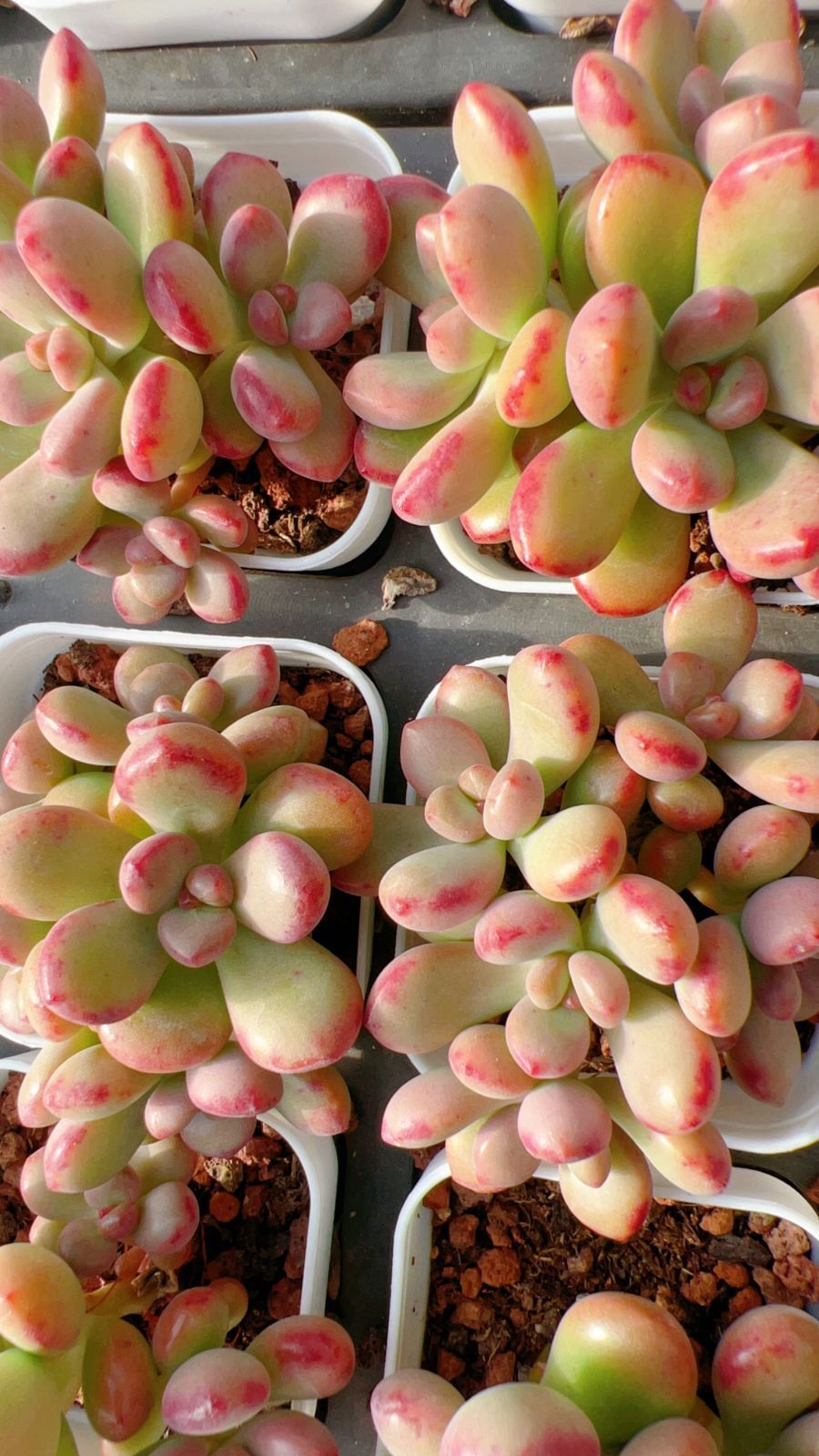 24株の抜き苗セット】レッドシューガ群生 多肉植物 佐川急便発送