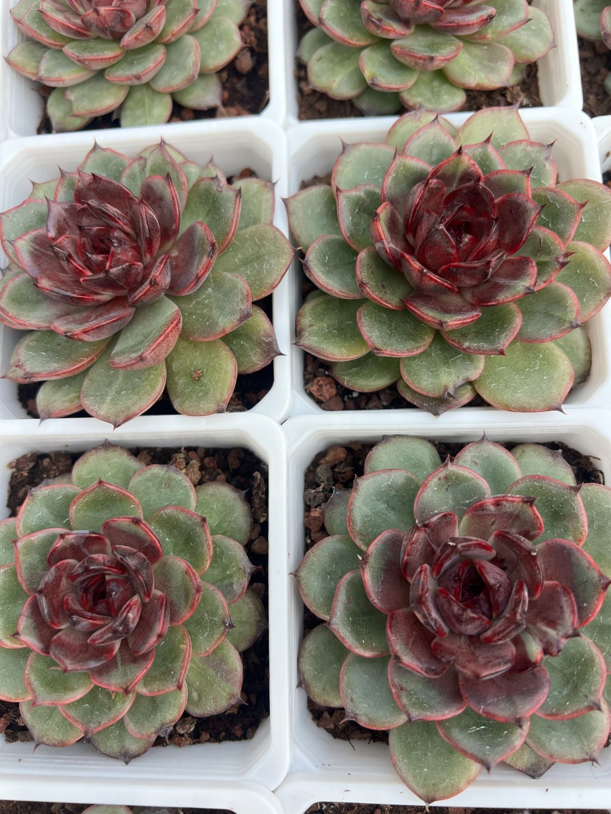 新規オープン記念 スノージェニー×35株 多肉植物 最も安い 抜き苗