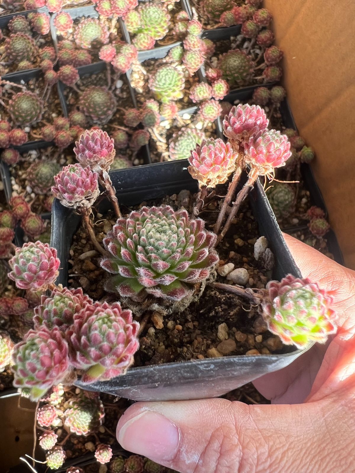 50株の抜き苗セット】レッドハス・コモチ 多肉植物 佐川急便発送