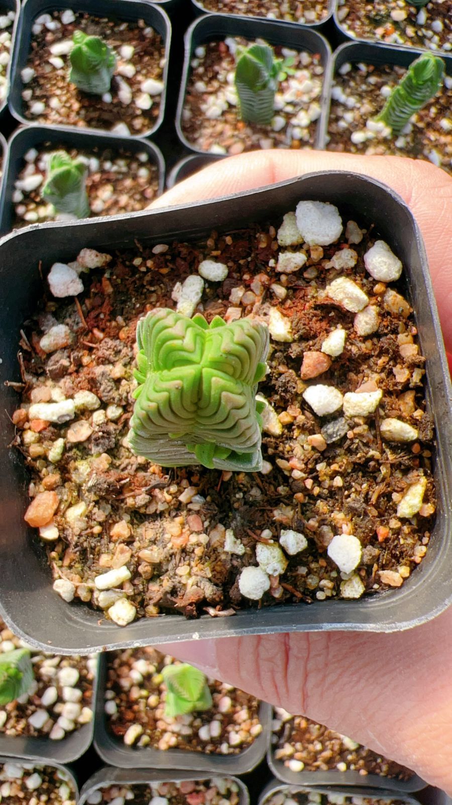 グラマー　多肉植物　抜き苗 グラマー 多肉植物 抜き苗