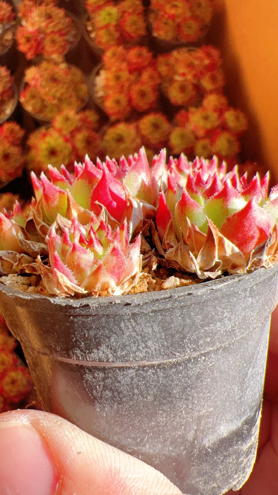 ette ジョルジェット センペルビウム 多肉植物 抜き苗 50株の抜き苗セット】センペルビウム群生 多肉植物 佐川急便発送