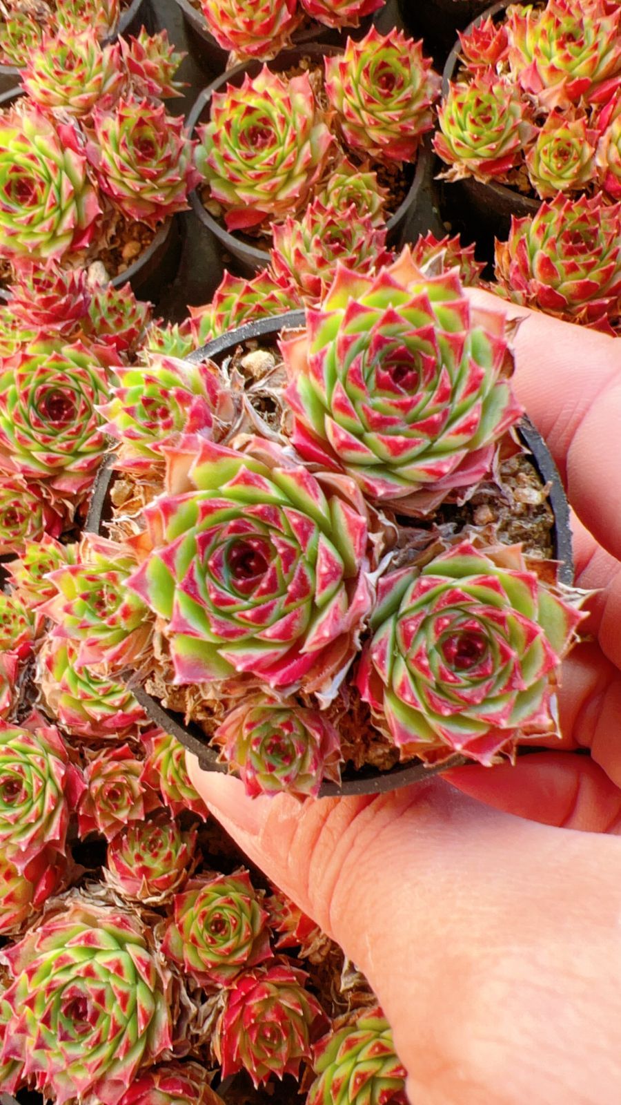 50株の抜き苗セット】センペルビウム群生 多肉植物 佐川急便発送