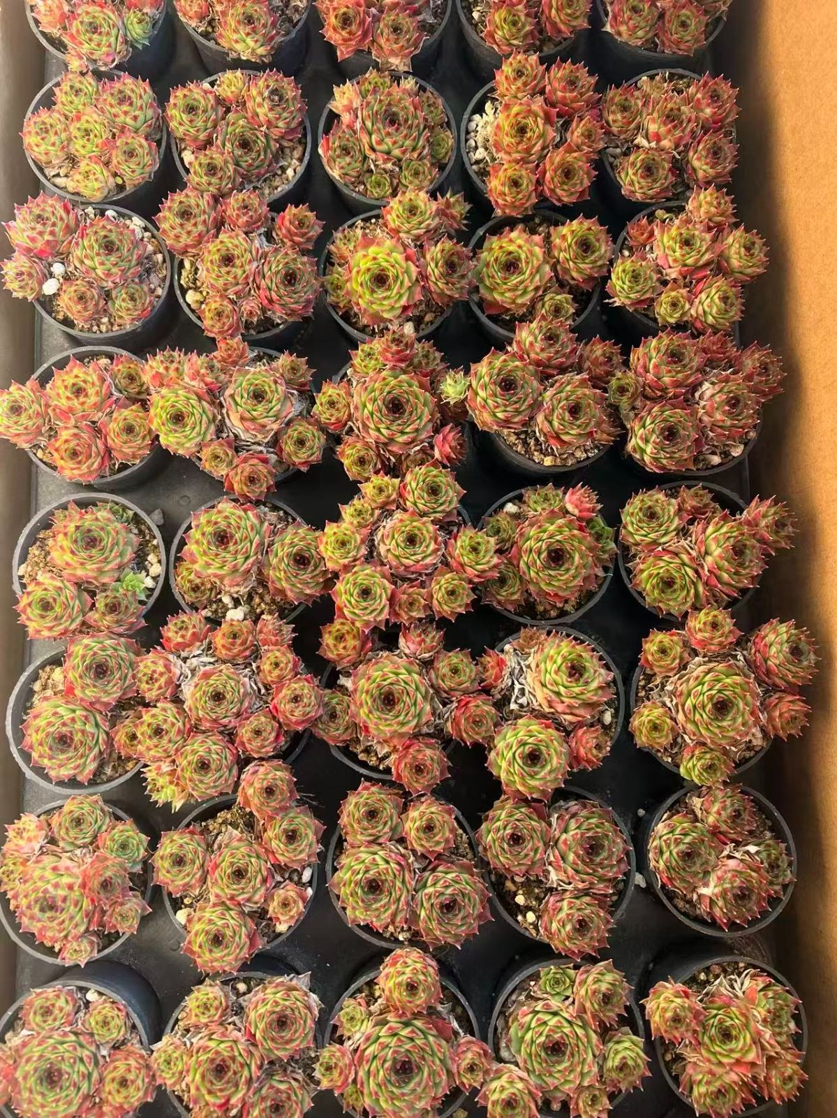 50株の抜き苗セット】センペルビウム群生 多肉植物 佐川急便発送