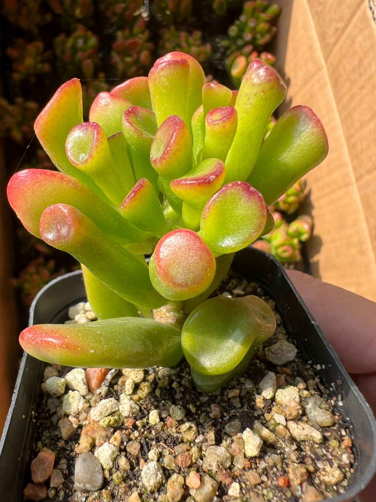 50株の抜き苗セット】クラッスラ ゴーラム 多肉植物 佐川急便発送