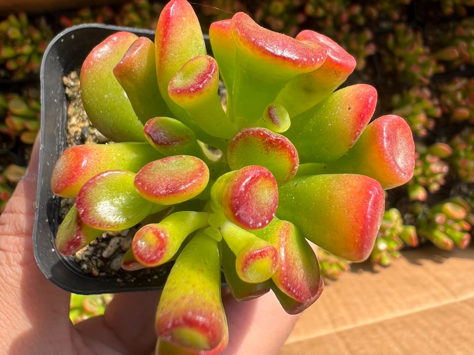 多肉植物 ゴーラム 木立 30cm以上 抜き苗 SALE！多肉植物 ゴーラム錦 白斑 2苗セット 抜き苗 エケベリア韓 美苗