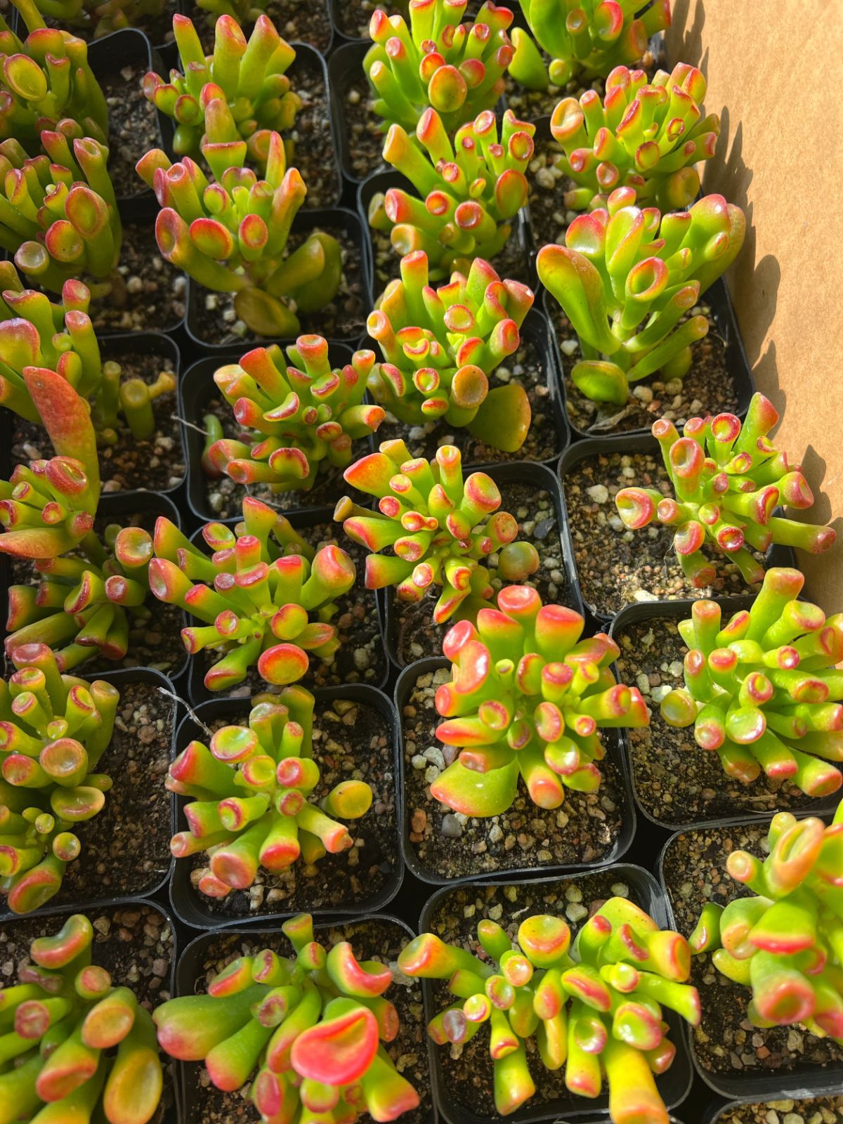 多肉植物 ゴーラム 木立 30cm以上 抜き苗 50株の抜き苗セット】クラッスラ ゴーラム 多肉植物 佐川急便発送