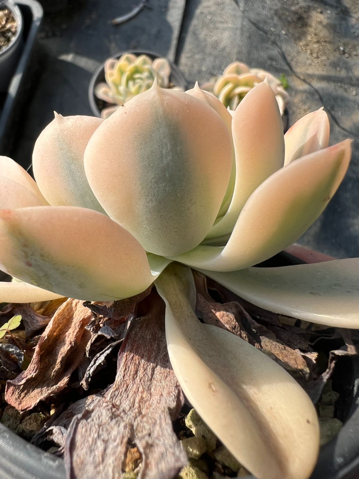 18株の抜き苗セット】ルンヨニー錦 多肉植物 佐川急便発送 エケベリア