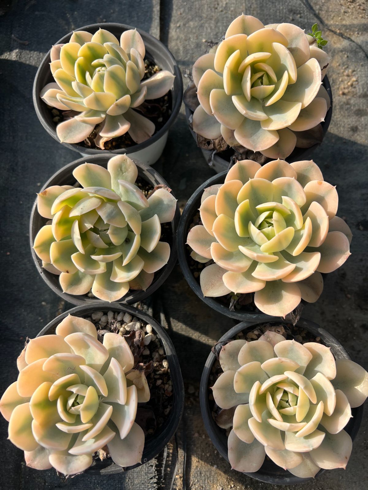 18株の抜き苗セット】ルンヨニー錦 多肉植物 佐川急便発送 エケベリア