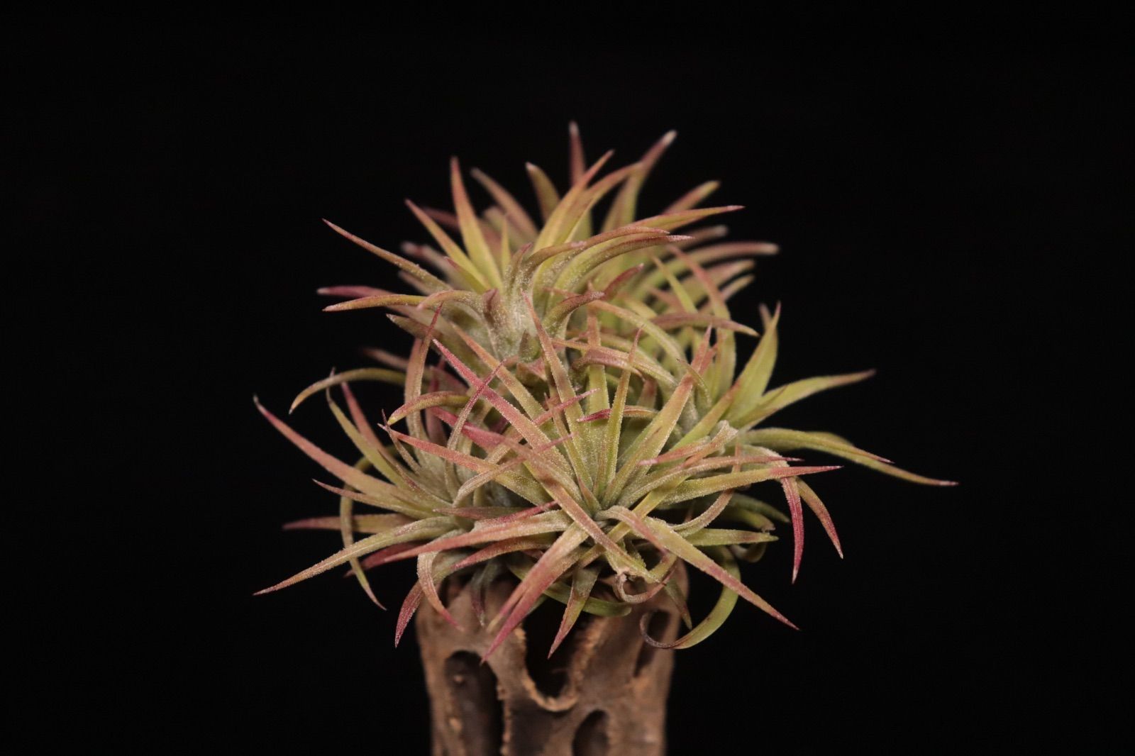 送料無料】ionantha 'Firecracker' Clump〔エアプランツ〕現品発送