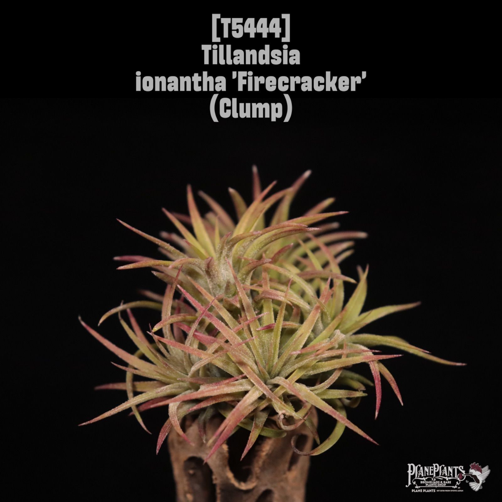 送料無料】ionantha 'Firecracker' Clump〔エアプランツ〕現品発送 送料無料】ionantha 'Firecracker' Clump〔エアプランツ〕現品発送