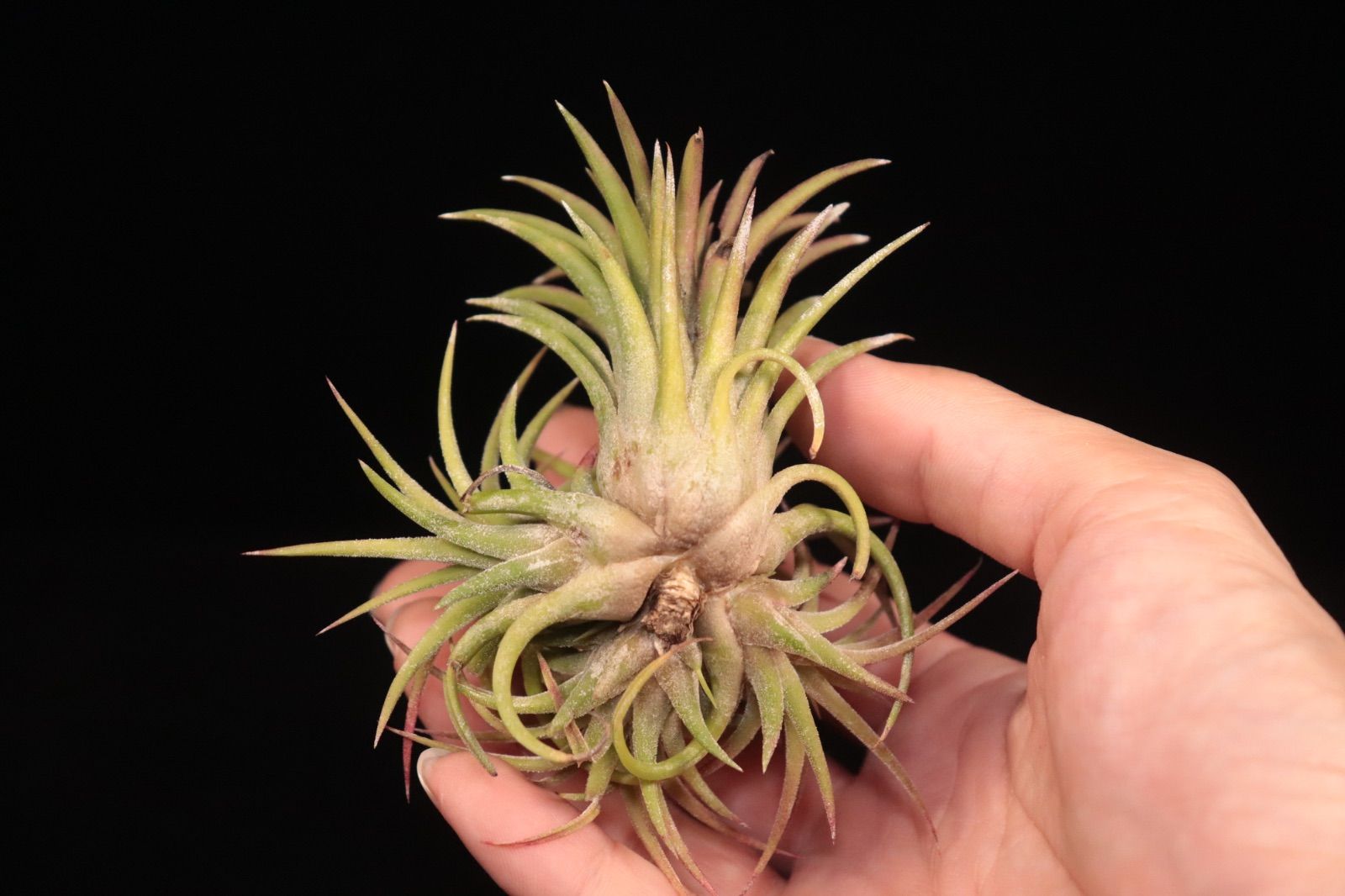 送料無料】ionantha 'Firecracker' Clump〔エアプランツ〕現品発送 送料無料】ionantha 'Firecracker' Clump〔エアプランツ〕現品発送