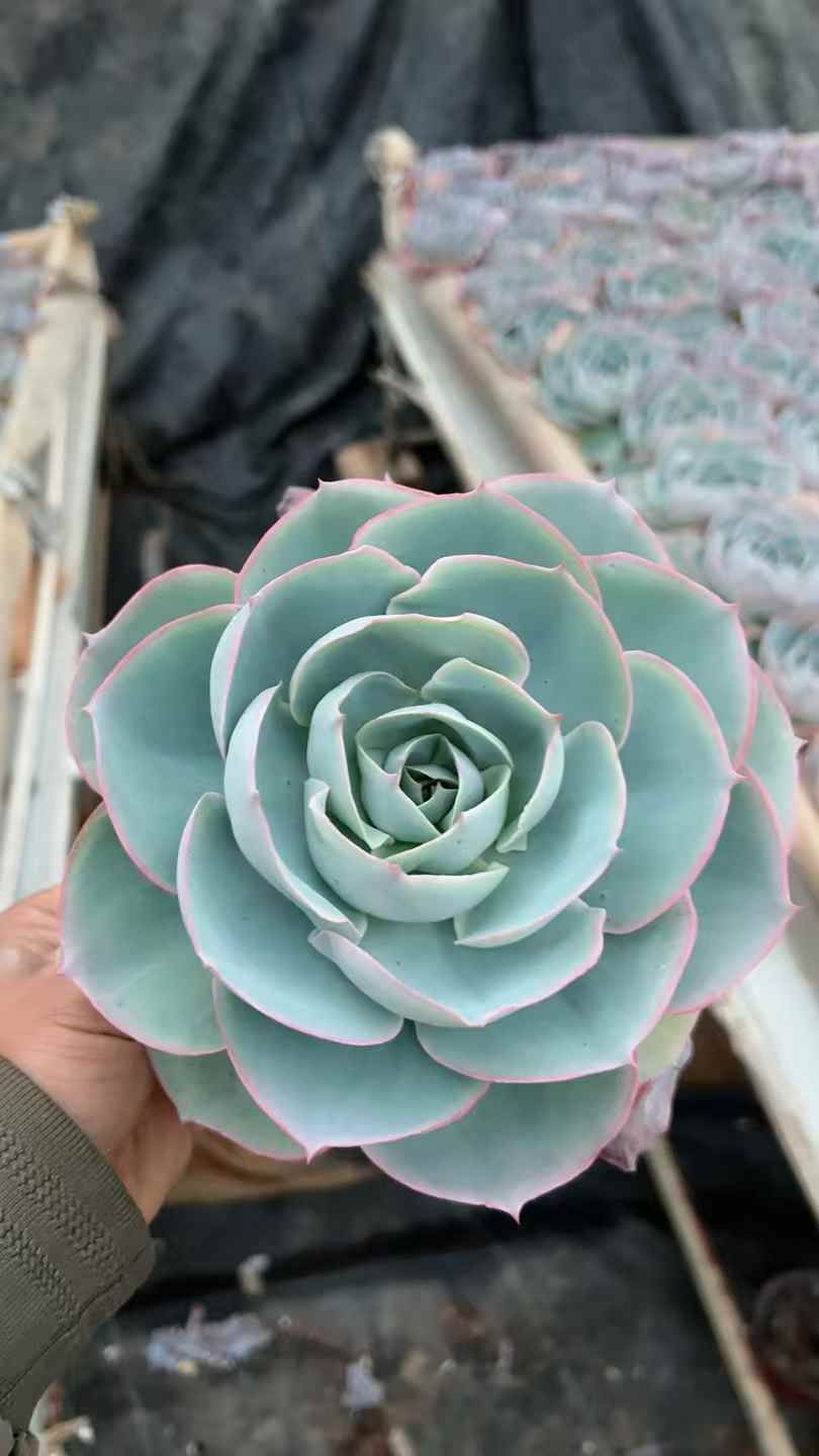 24株×ダヴィンチ 多肉植物 エケベリア セダム アエオニウム