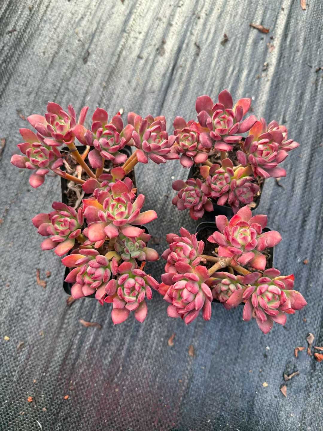 ポケモン nanacoカード セブンイレブン Wチャンス 当選品 1000名限定