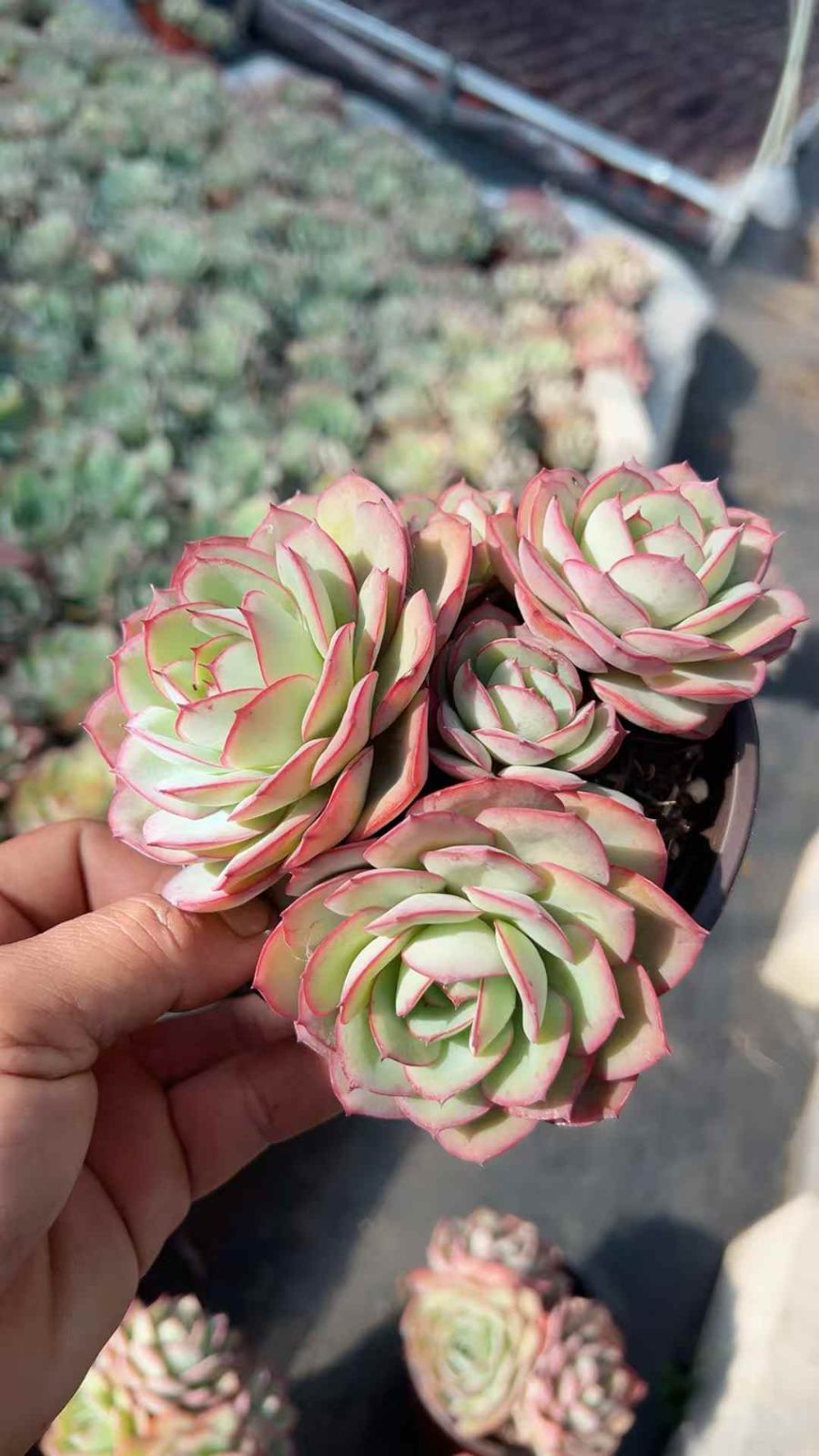 24株×ボタンテイ 多肉植物 エケベリア セダム アエオニウム