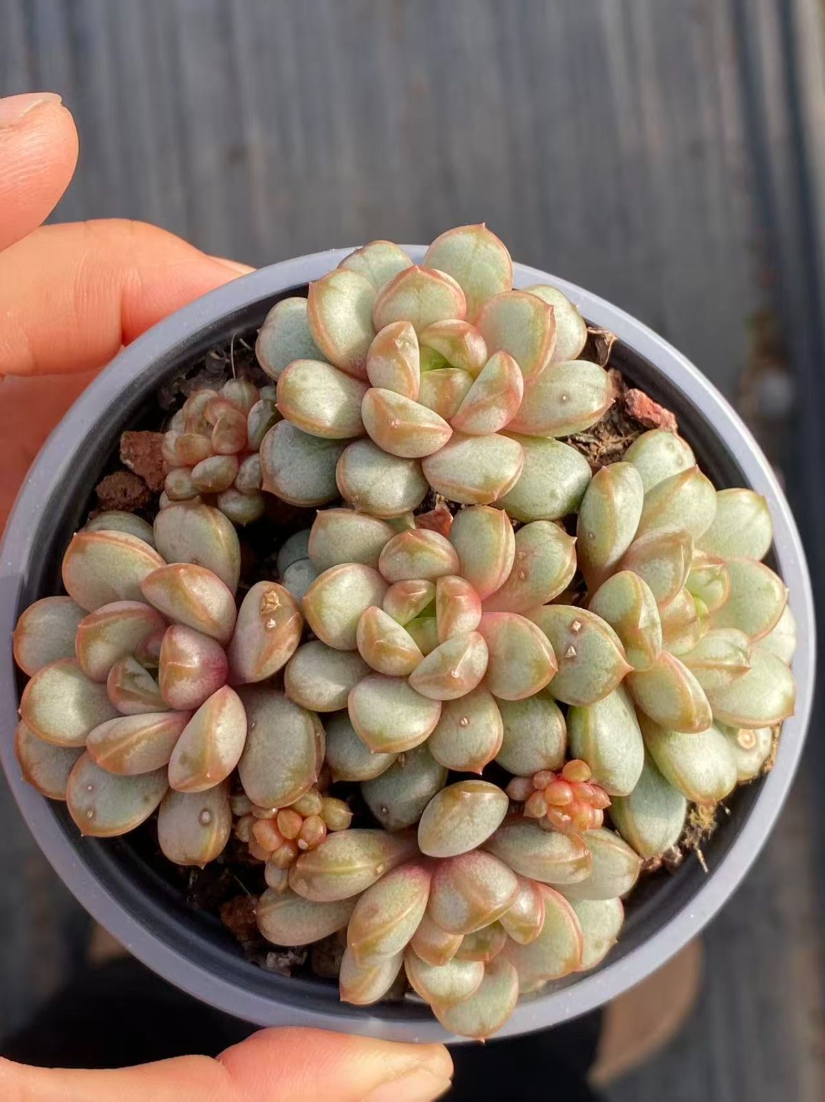 35株×ブドウ 多肉植物 エケベリア セダム アエオニウム