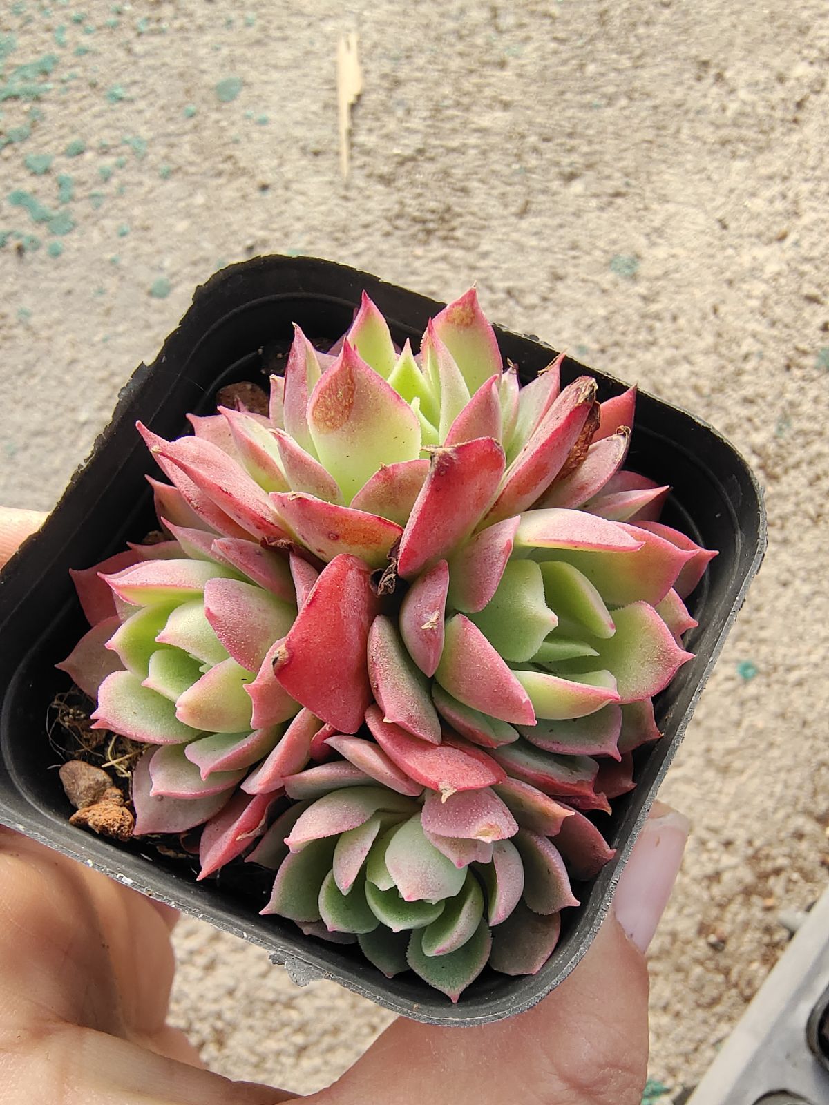 40株×デザートローズ 多肉植物 エケベリア セダム アエオニウム