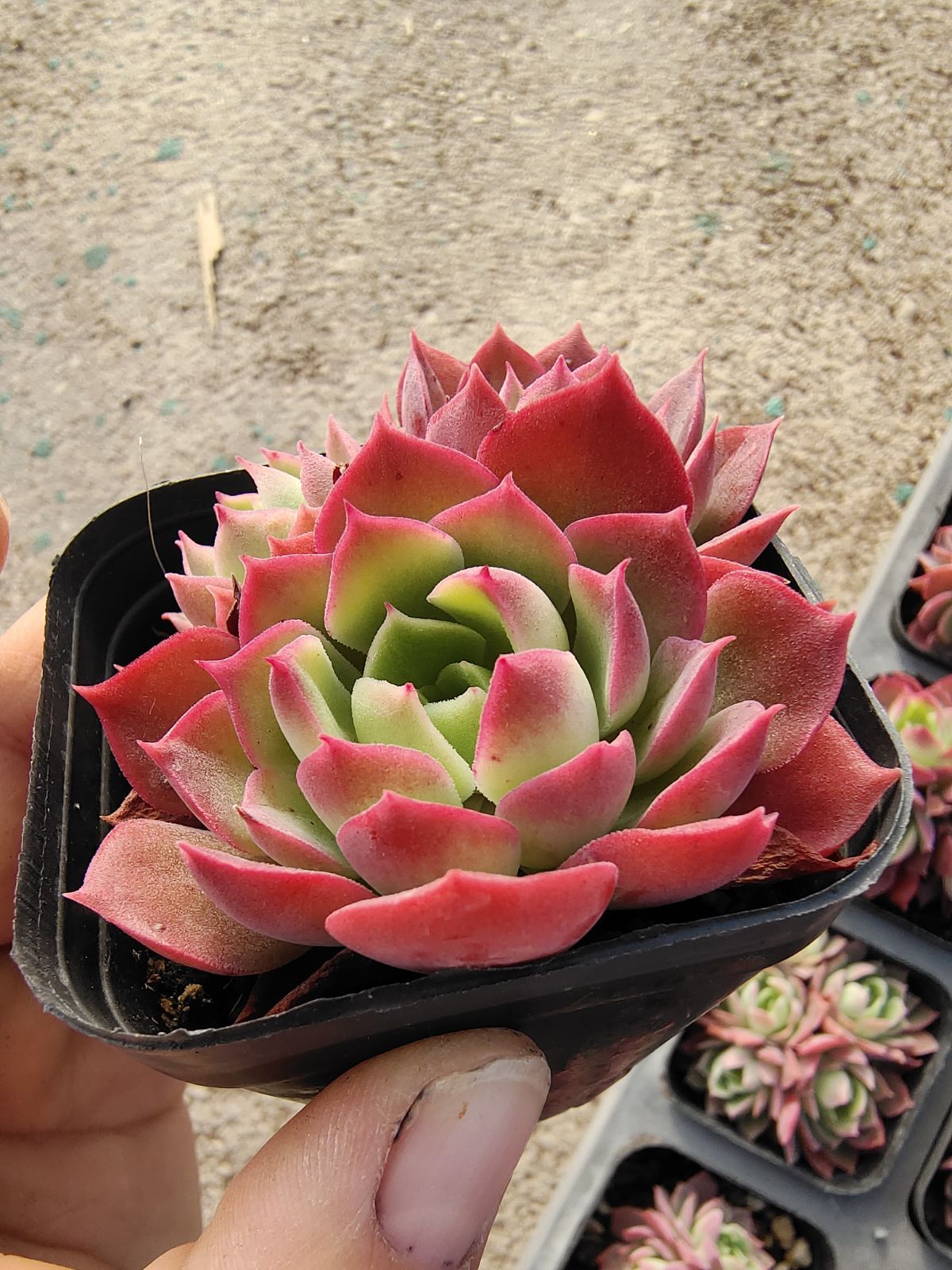 40株×デザートローズ 多肉植物 エケベリア セダム アエオニウム