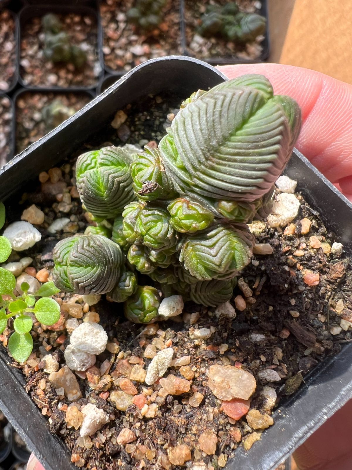 50株の抜き苗セット】ダマルクラッスラ 多肉植物 佐川急便発送