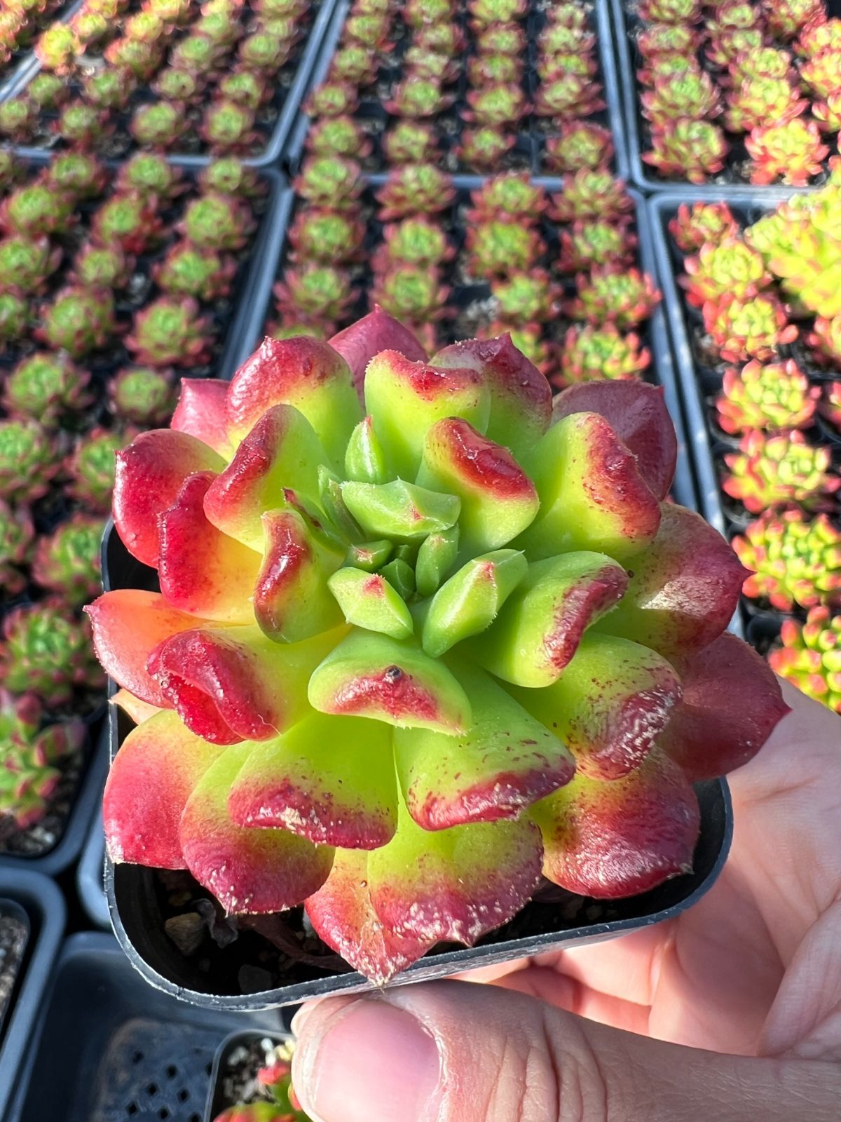 50株の抜き苗セット】レッドデントウ 多肉植物 佐川急便発送