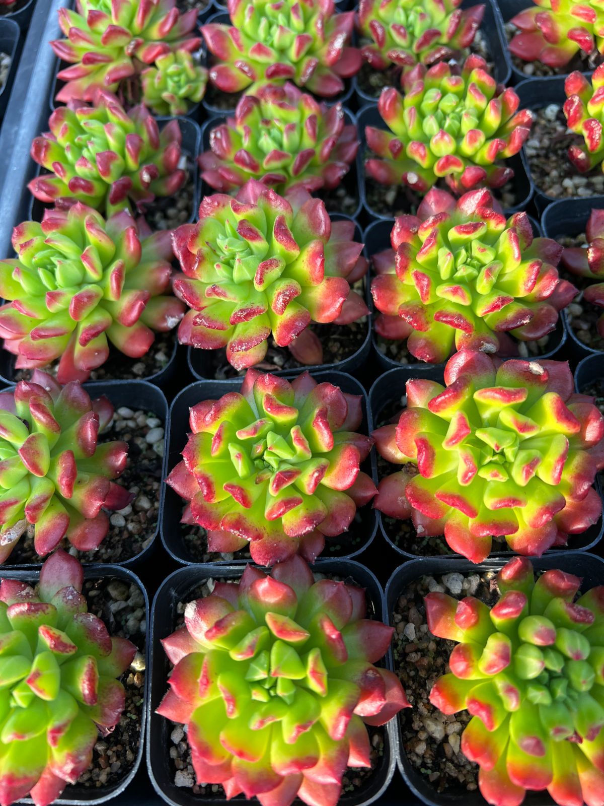 50株の抜き苗セット】レッドデントウ 多肉植物 佐川急便発送