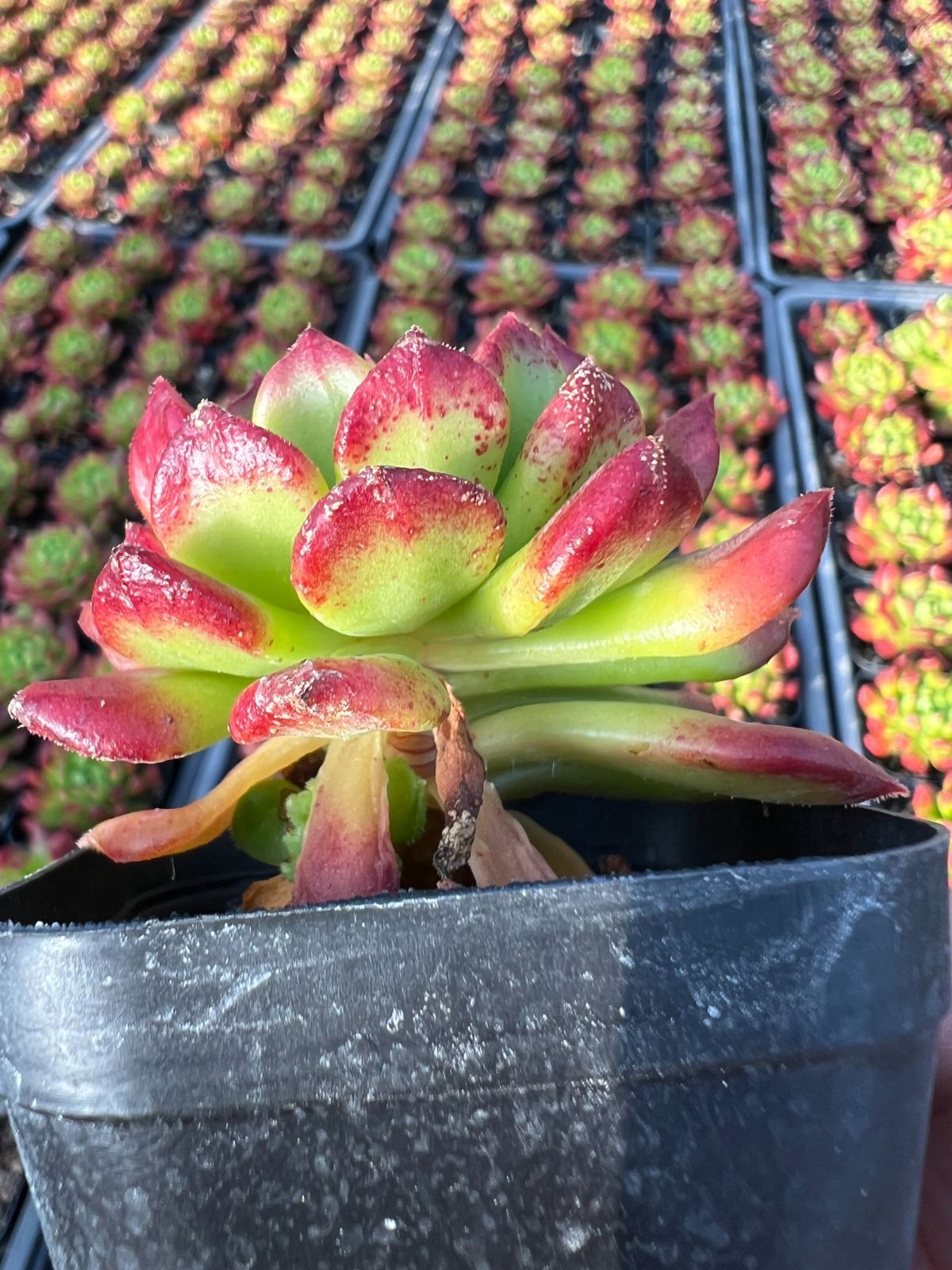 50株の抜き苗セット】レッドデントウ 多肉植物 佐川急便発送