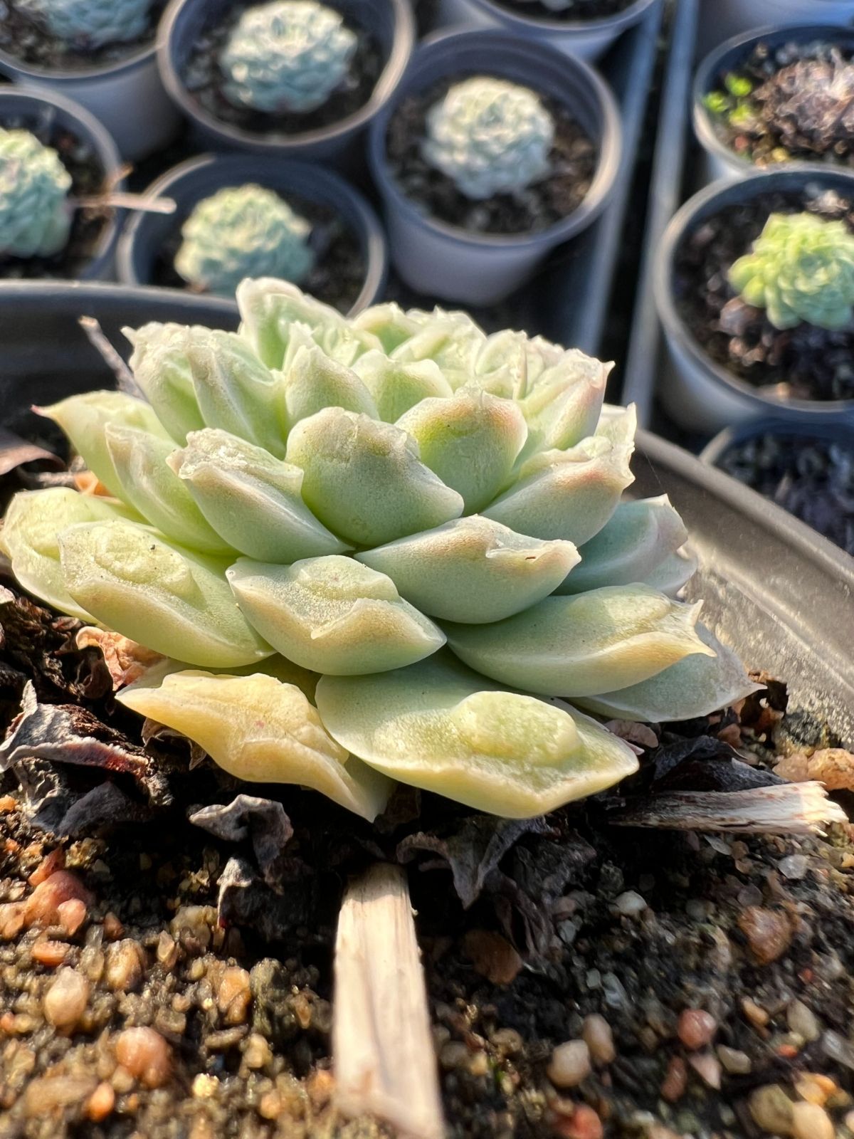 18株の抜き苗セット】ハートチョイス 多肉植物 佐川急便発送