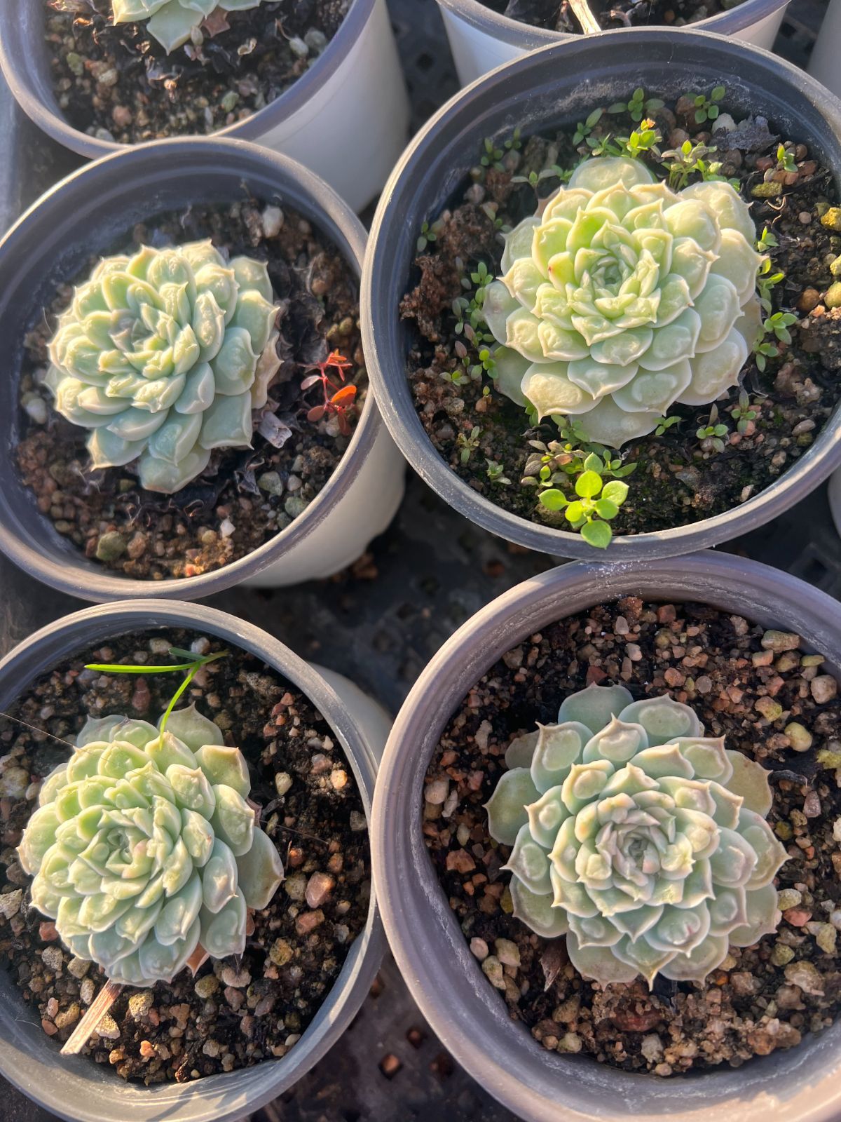 18株の抜き苗セット】ハートチョイス 多肉植物 佐川急便発送