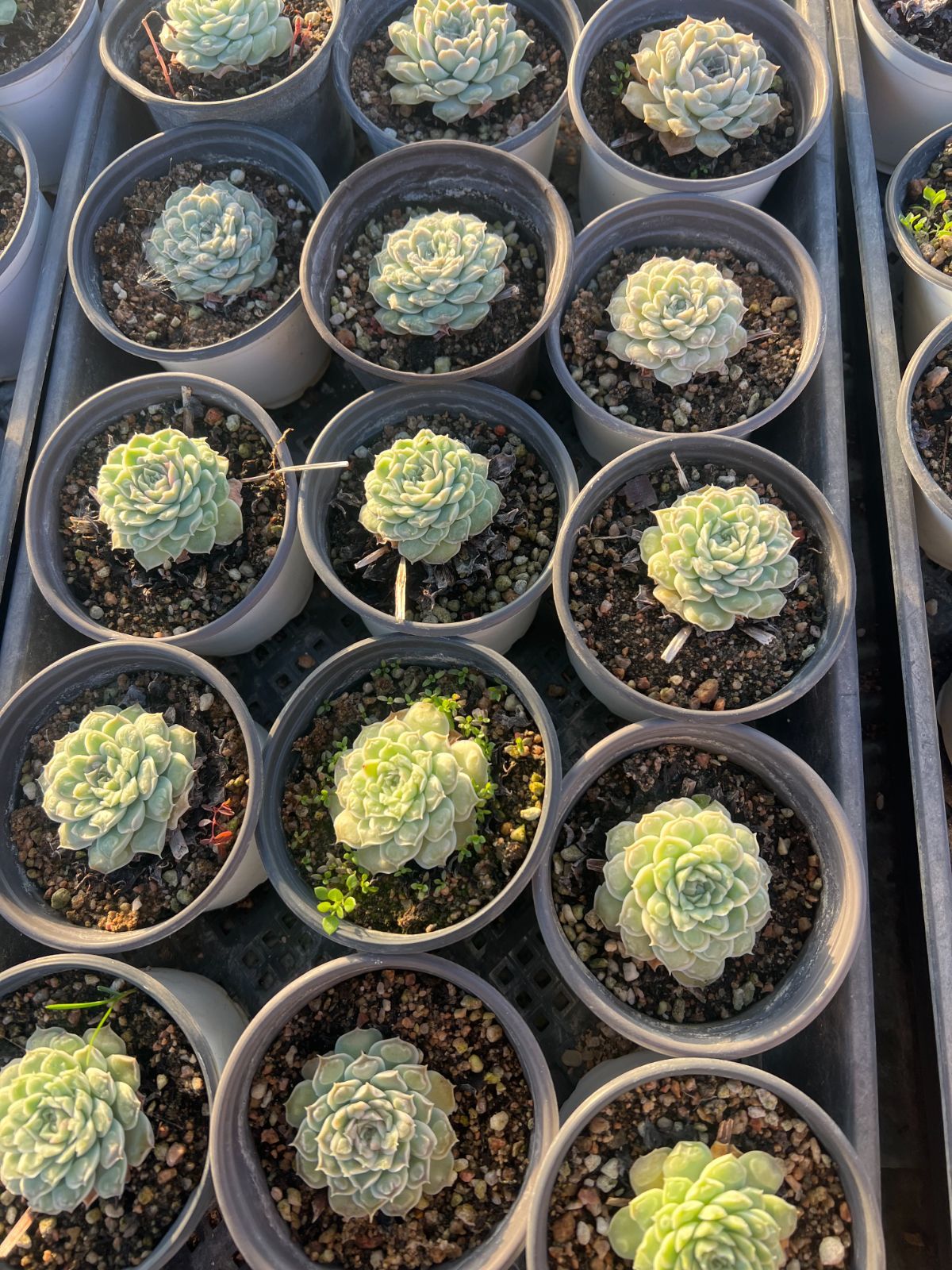 18株の抜き苗セット】ハートチョイス 多肉植物 佐川急便発送