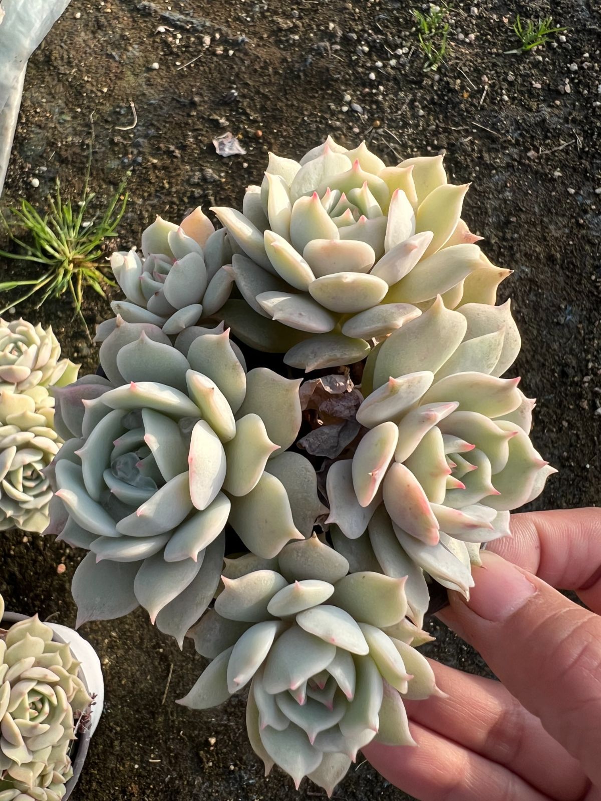 18株の抜き苗セット】ルナレン群生 多肉植物 佐川急便発送 エケベリア