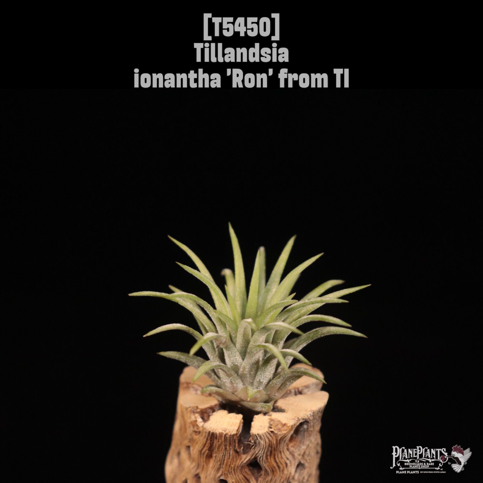 送料無料】ionantha 'Ron' from TI〔エアプランツ〕現品発送T5450