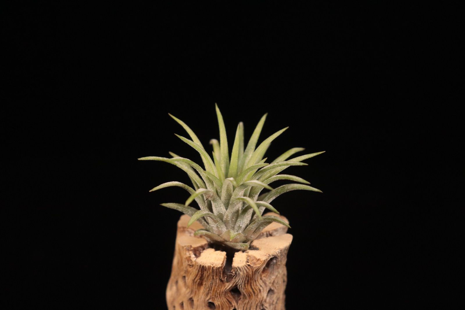 送料無料】ionantha 'Ron' from TI〔エアプランツ〕現品発送T5450