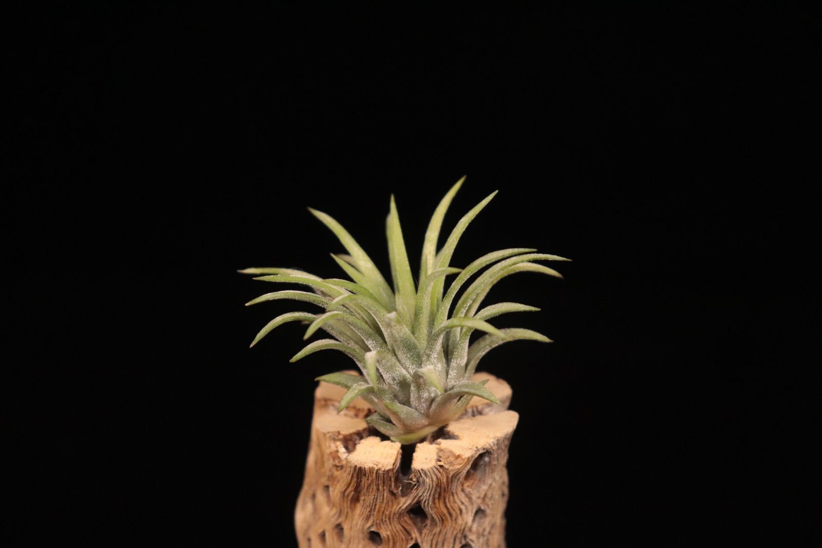 ブロメリア・エアープランツ Tillandsia 'BC' x ionantha'Ron' YCB 送料無料】ionantha 'Ron' from TI〔エアプランツ〕現品発送T5450