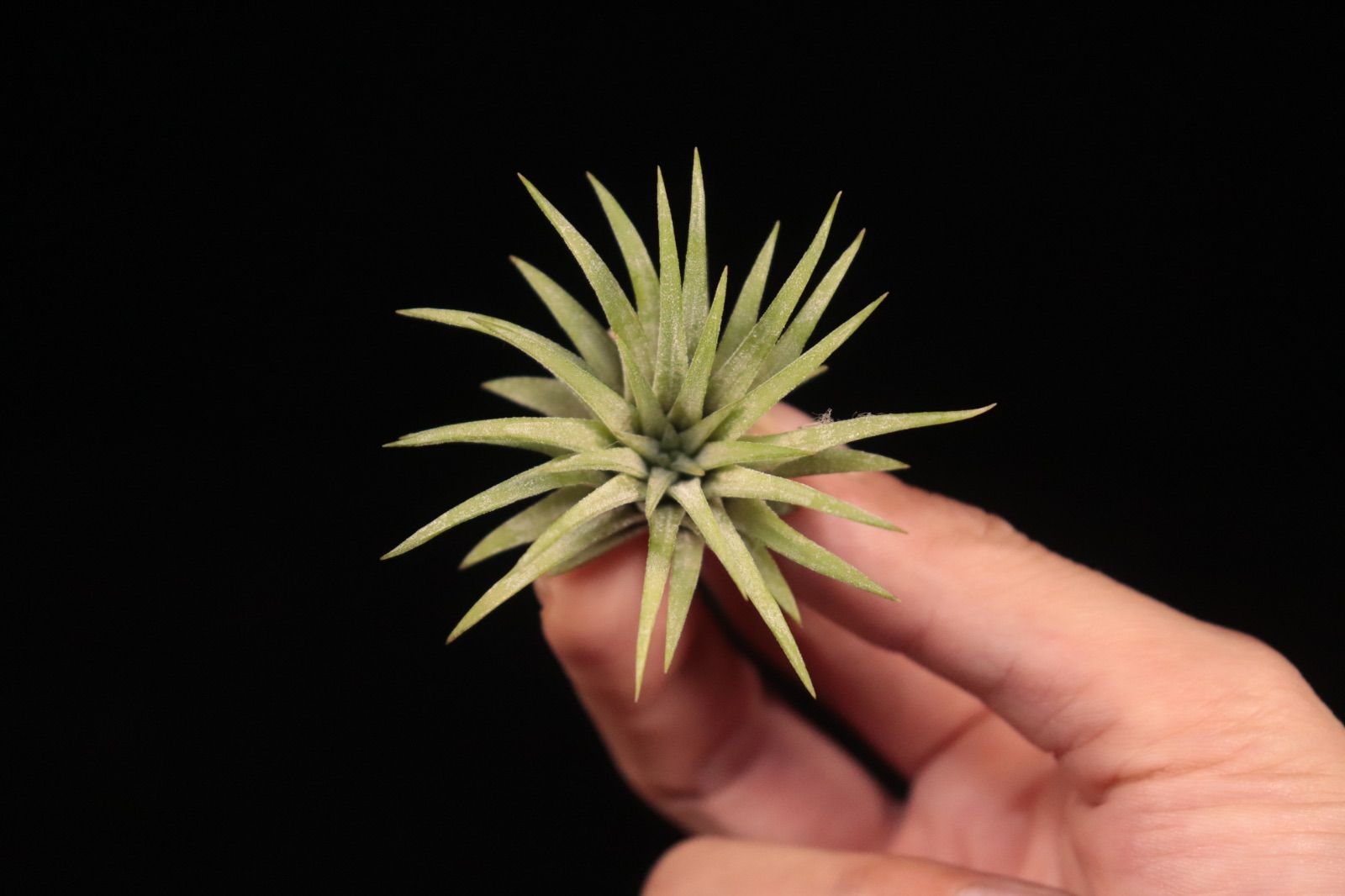 送料無料】ionantha 'Ron' from TI〔エアプランツ〕現品発送T5450