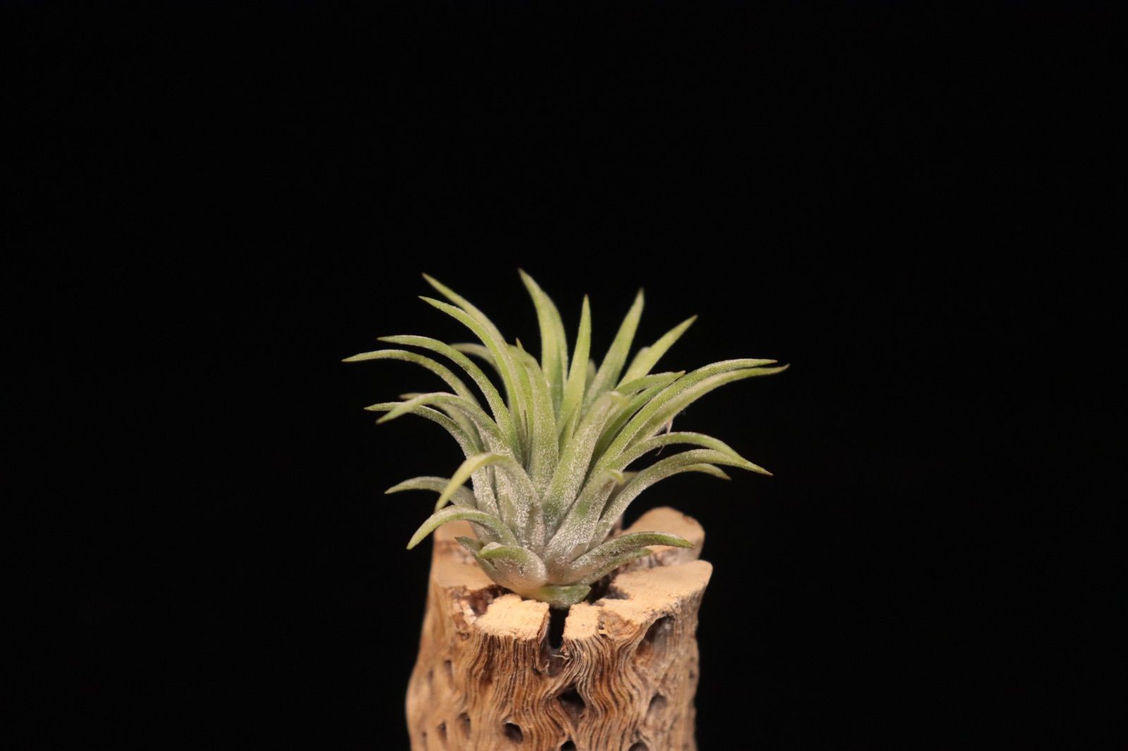 送料無料】ionantha 'Ron' from TI〔エアプランツ〕現品発送T5450