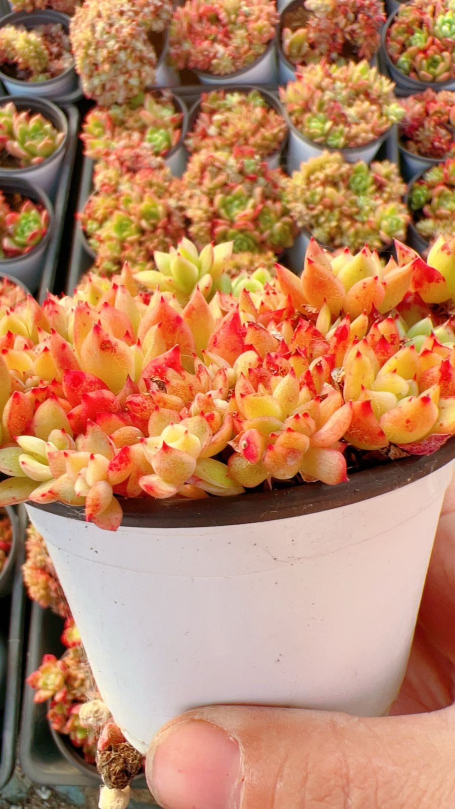 18株の抜き苗セット】ピンクポイント 多肉植物 佐川急便発送